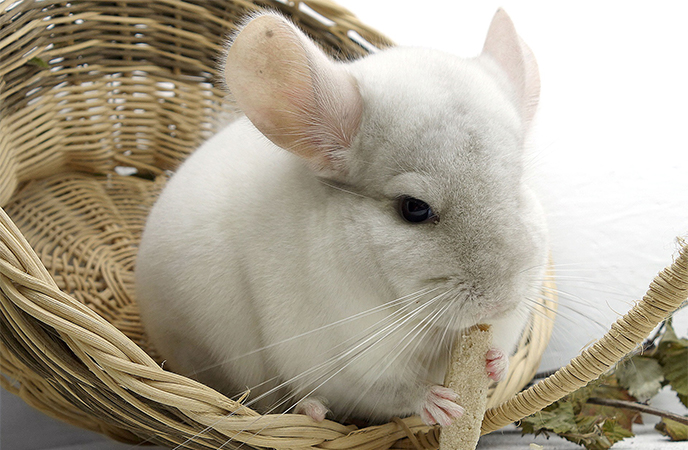 are chinchillas nocturnal