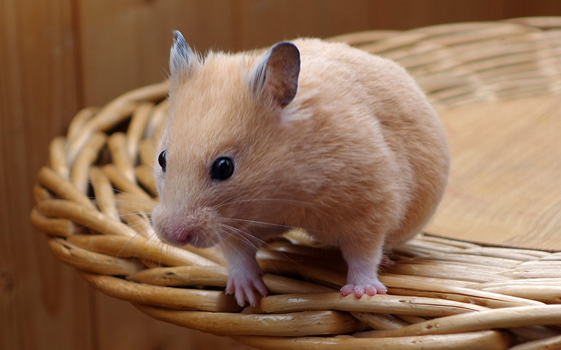 A Complete Guide To Hamsters As Pets by Squeaks And Nibbles