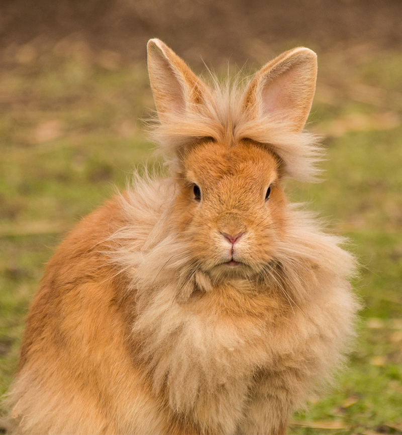 brown polish rabbit