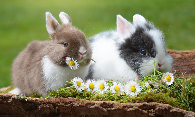 Can Rabbits Swim Do They Enjoy Swimming And Is It Safe