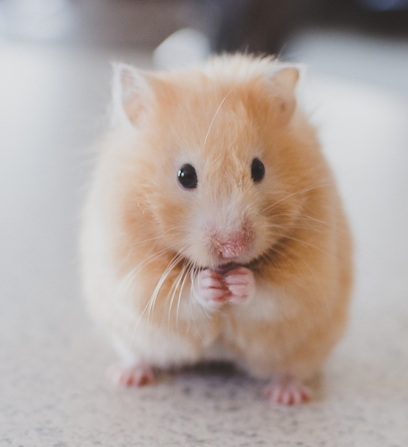 warmie hamster