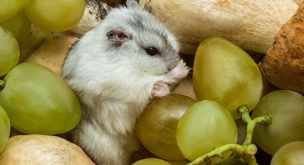 Can Hamsters Eat Grapes - A Guide To Grapes For Hamsters