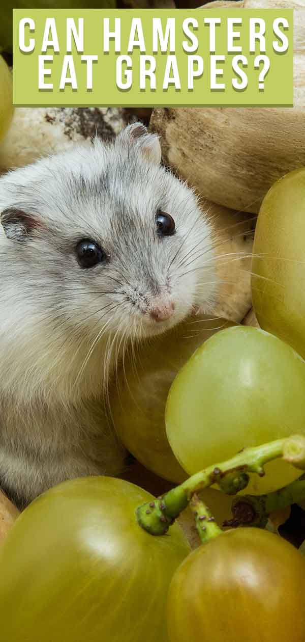 hamsters eat grapes