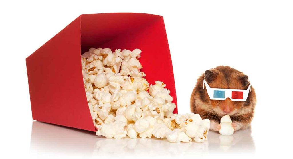 Can Hamsters Eat Popcorn A Complete Guide To Popcorn For Hamsters