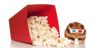 can hamsters eat popcorn