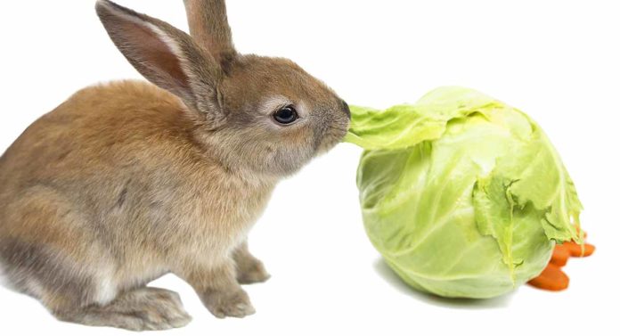 Can rabbits eat cabbage