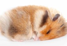 Do hamsters hibernate