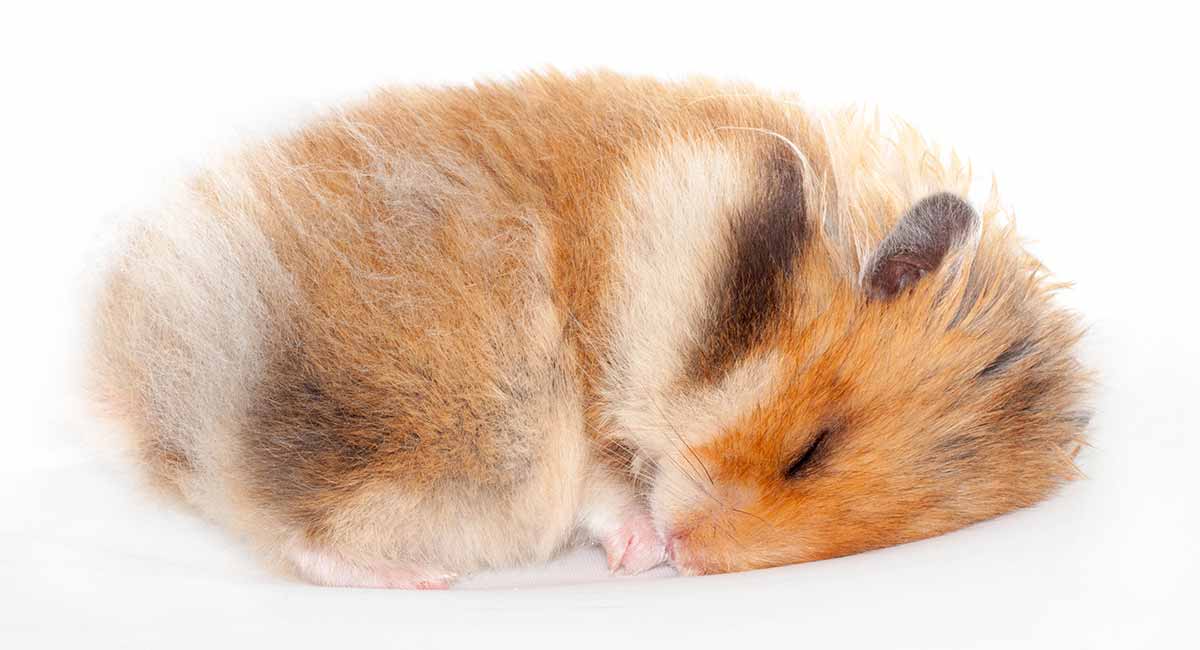 What Do Hibernating Hamsters Look Like