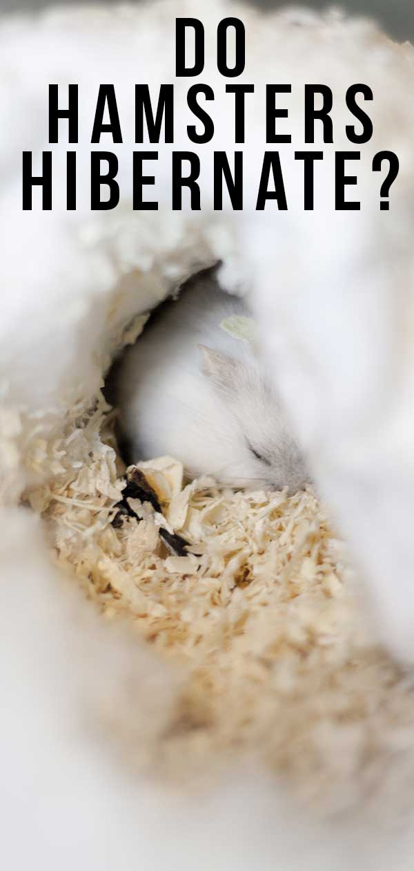 do pet hamsters hibernate