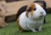 Girl guinea pig names