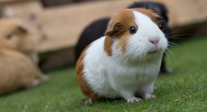 Girl guinea pig names