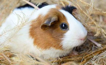 how long do guinea pigs live