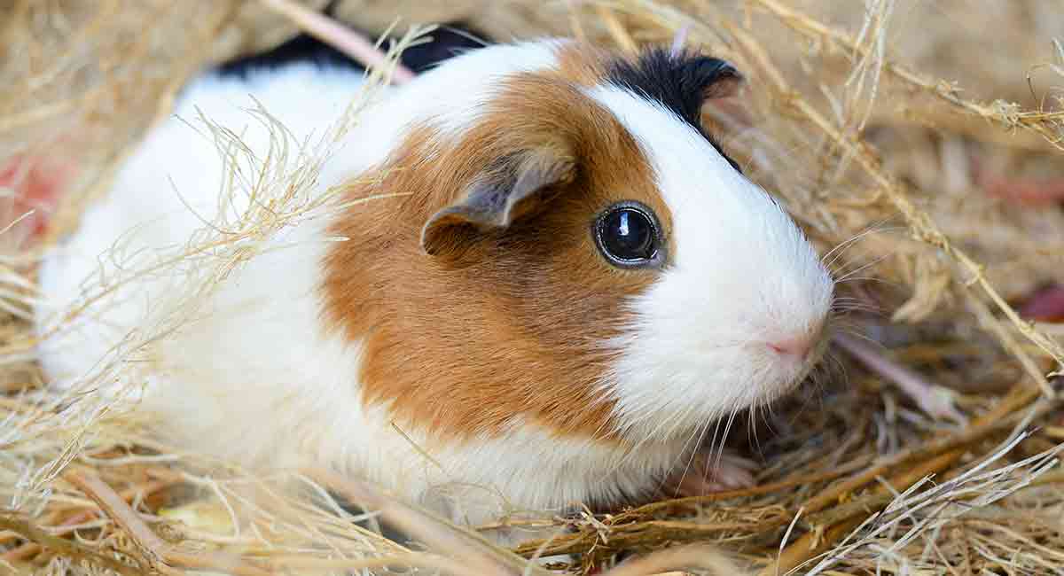 Average guinea hot sale pig age