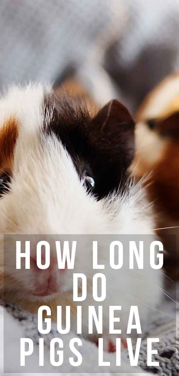 how long do guinea pigs live