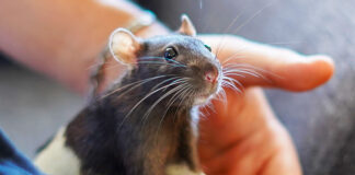 pet rat care