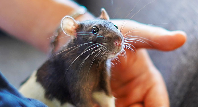 Pet Rat Care Discover How To Care For A Pet Rat