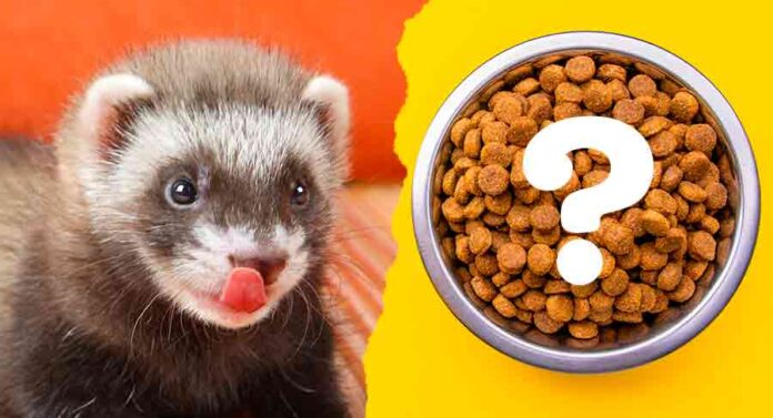 what to feed ferrets