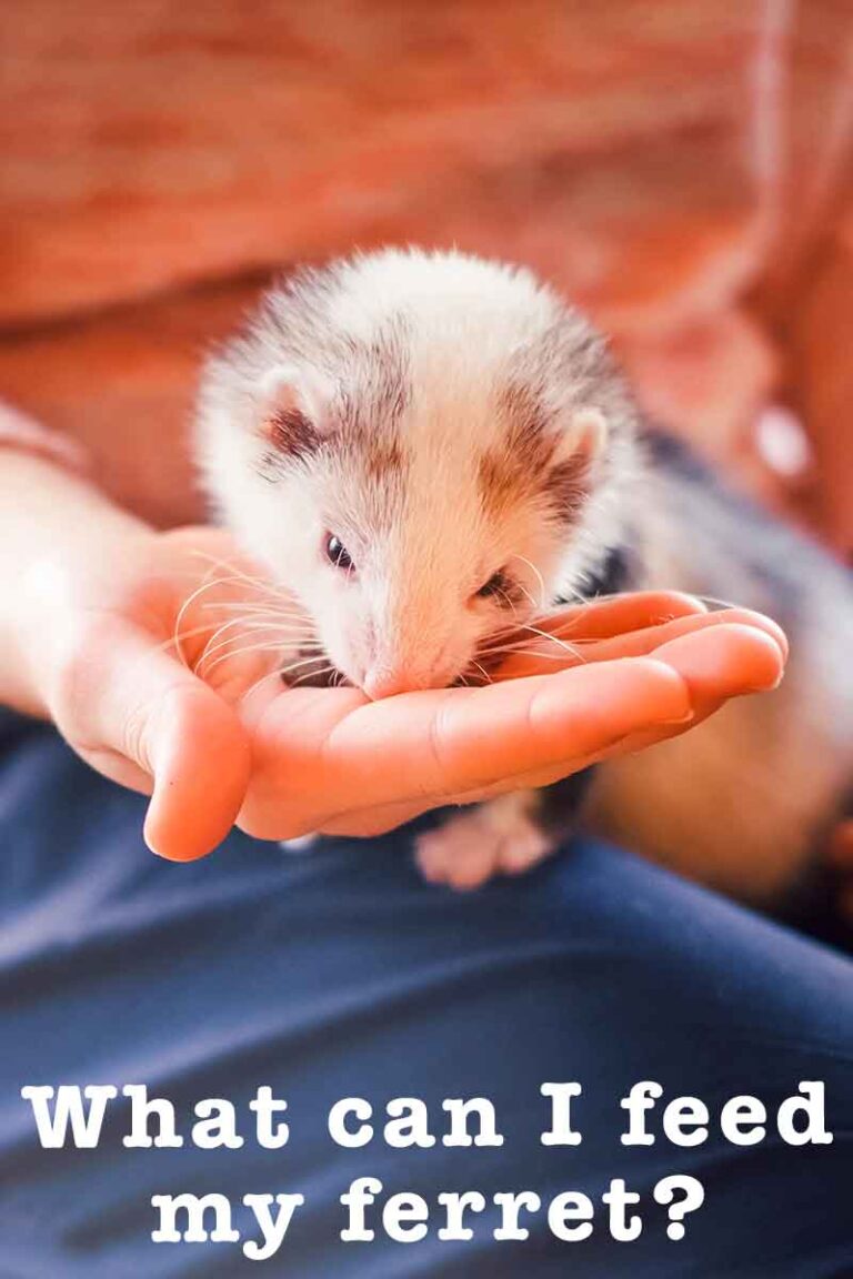 What To Feed Ferrets And How Often You Should Feed A Ferret