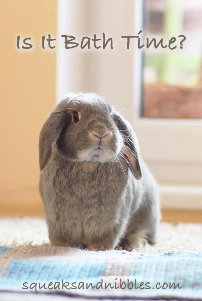 How To Give A Rabbit A Bath Your Rabbit Bathing Guide