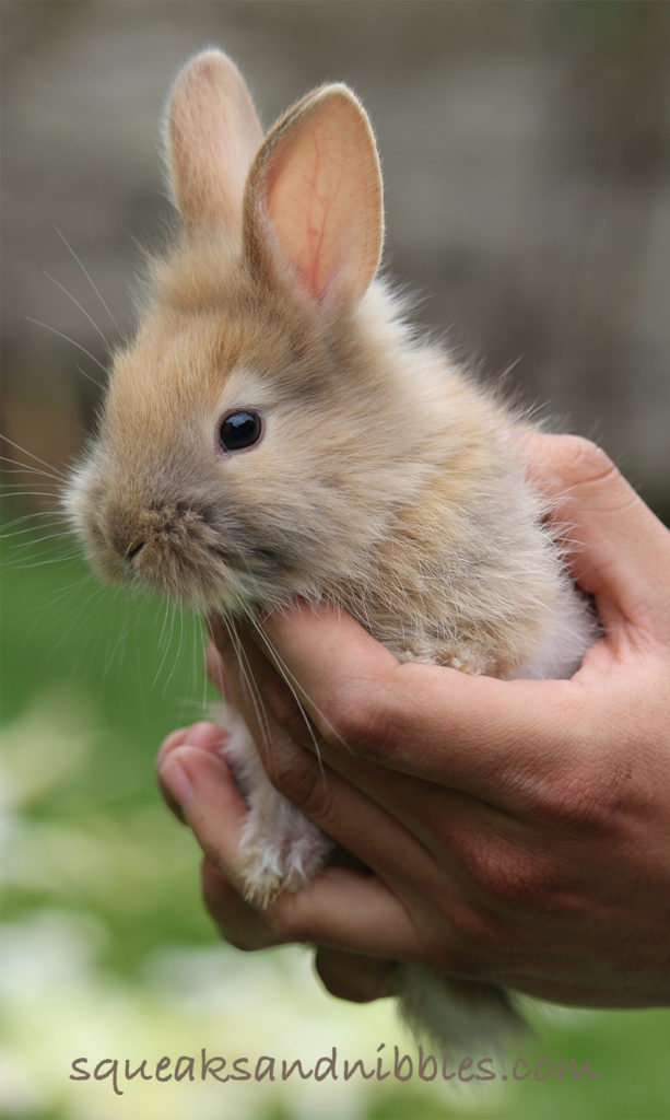 How To Give A Rabbit A Bath - Your Rabbit Bathing Guide