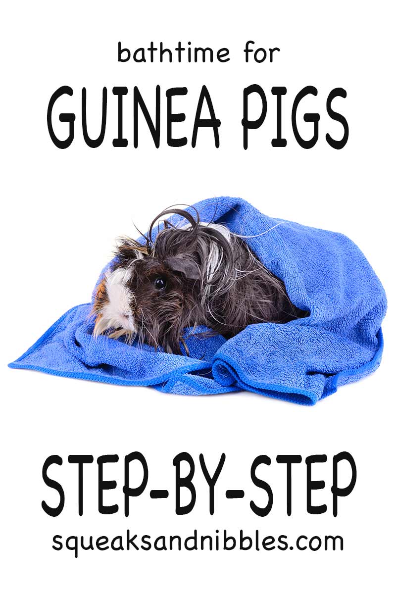 Can You Give Guinea Pigs A Bath Top Tips And Step By Step Guide   Bathtime Piggies 