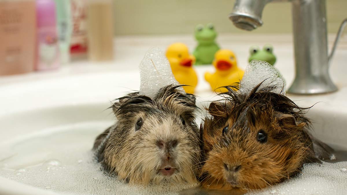 bathing my guinea pig