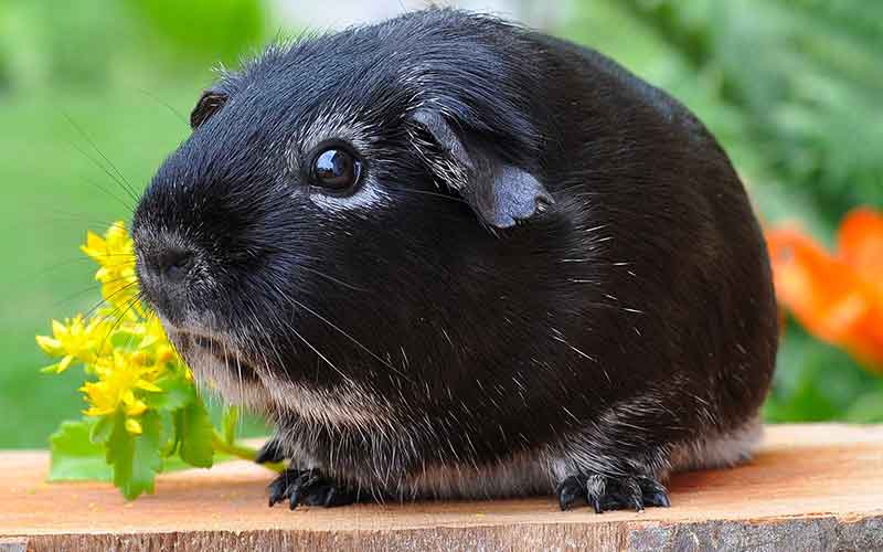 Black Guinea Pig Names For Girls. 200 Great Girl Guinea Pig Names