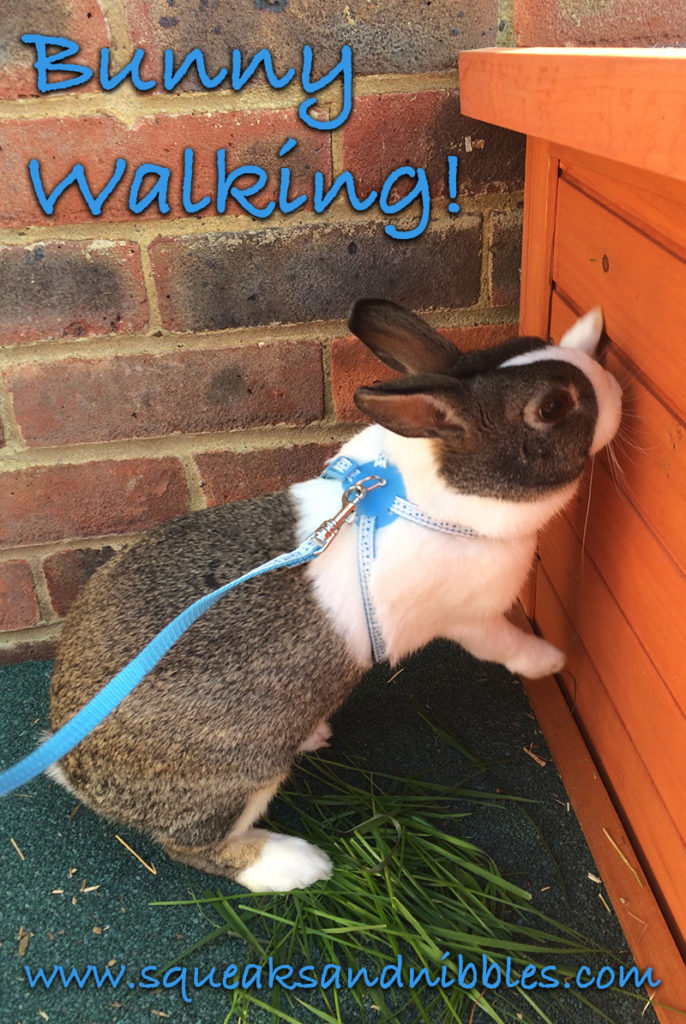 Bunny On A Leash - Can You Walk A Rabbit? By Squeaks and Nibbles