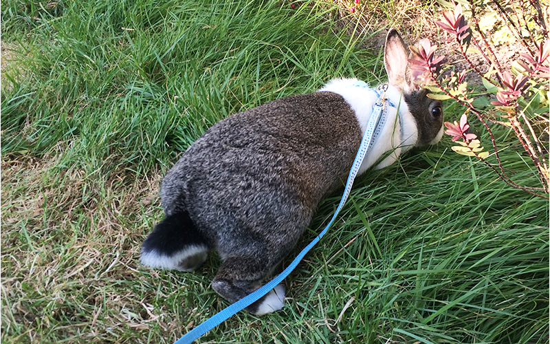 Bunny On A Leash Can You Walk A Rabbit By Squeaks and Nibbles