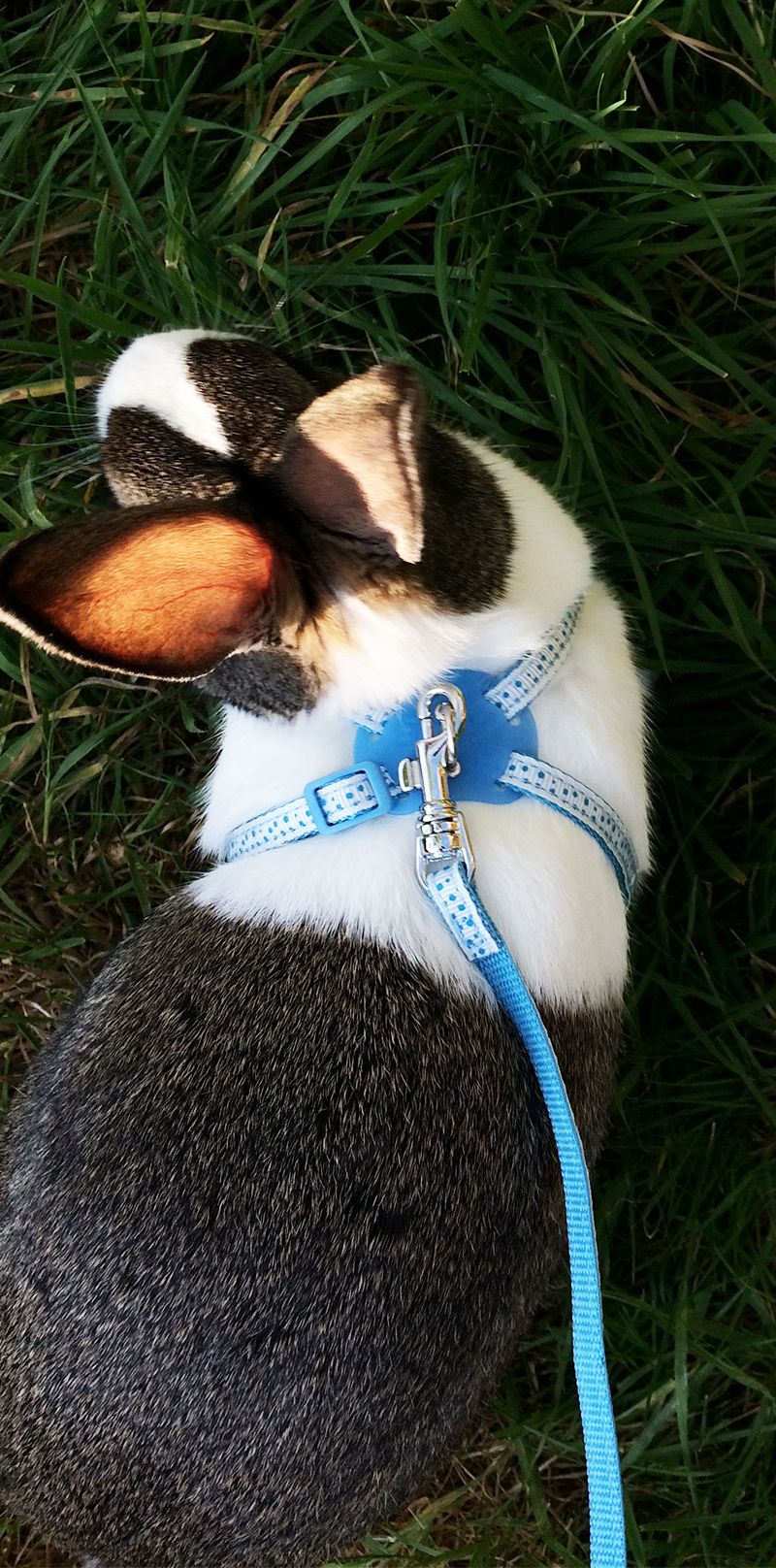 Bunny on a leash - using a rabbit harness to go rabbit walking