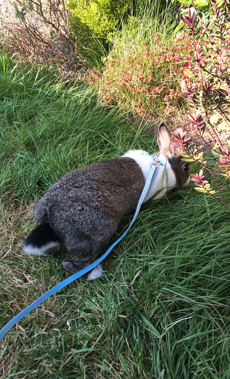 Bunny on a leash - Can you take a rabbit for a walk? 