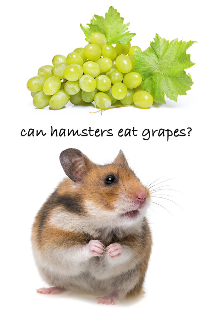 grapes safe for hamsters