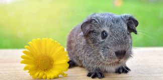 cute guinea pig names