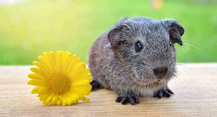 cute guinea pig names