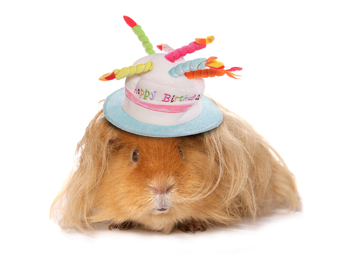 cute guinea pig birthday hat