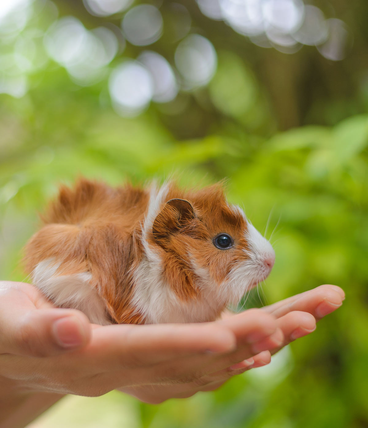 adorable baby guinea pigs