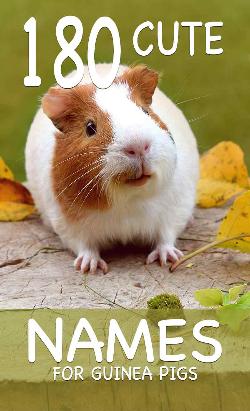 Cute guinea pig names - loads of ideas for naming your favorite small pet