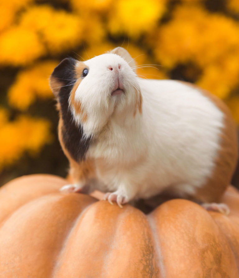 cute-guinea-pig-names-200-unique-names-to-choose-from