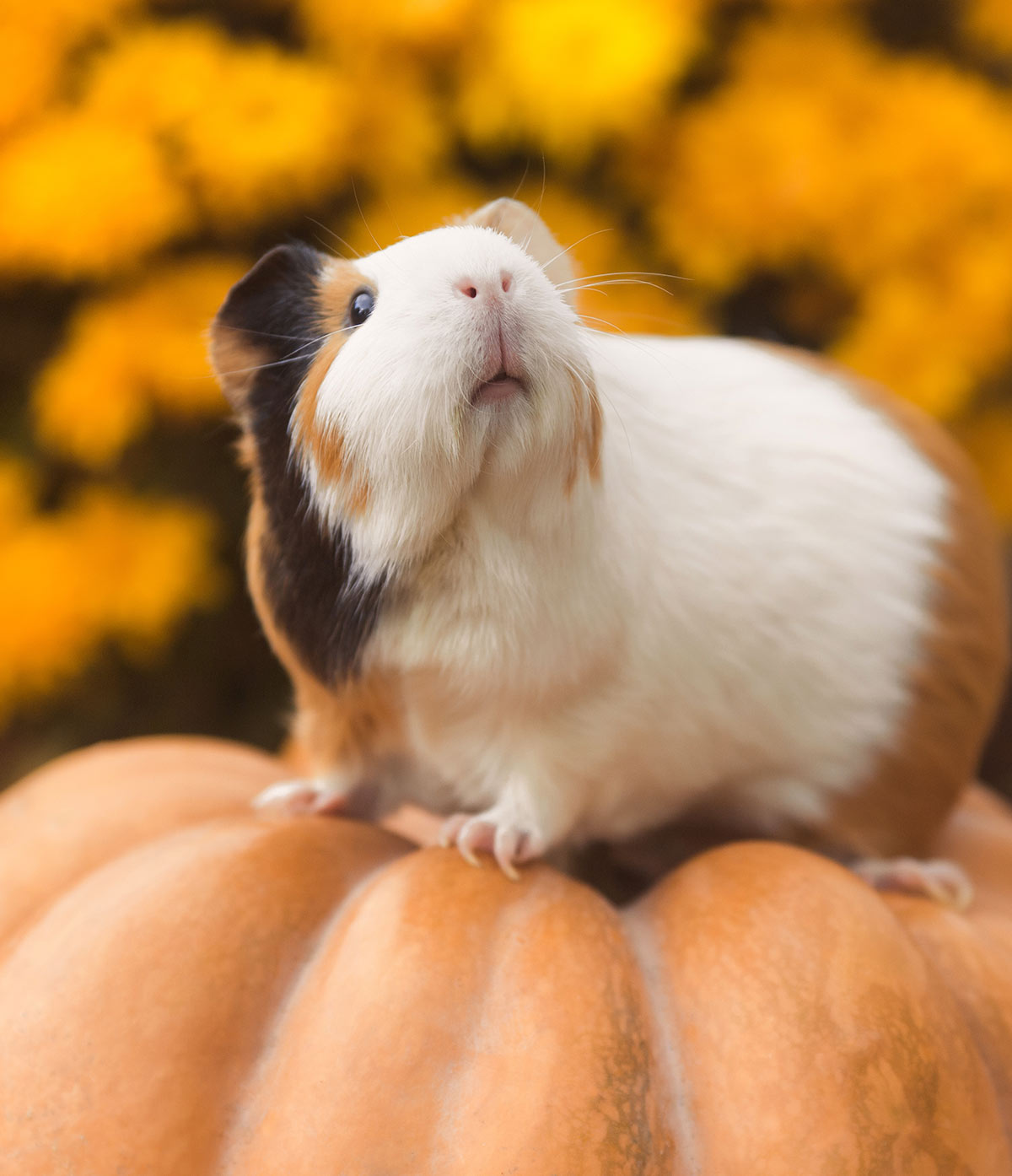 colorful guinea pig