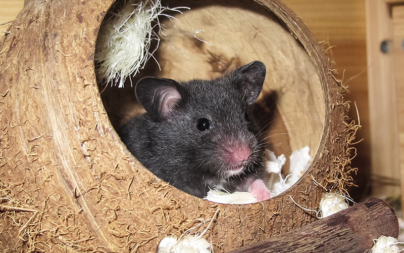 Do Hamsters Hibernate? A Guide To Hamster Hibernation