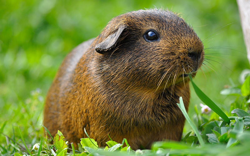 50 Fun Facts About Guinea Pigs