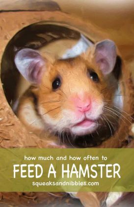 How Often Do I Feed My Hamster - A Guide To Hamster Mealtimes