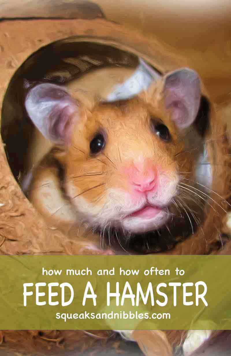 Tips en advies over hoe vaak geef ik mijn hamster eten