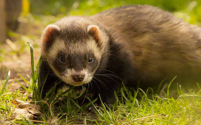 human food ferrets can eat