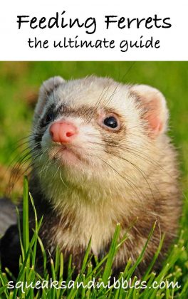 What To Feed Ferrets And How Often You Should Feed A Ferret