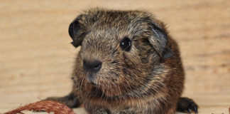 50 Fun Facts About Guinea Pigs