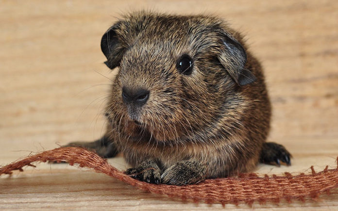 50 Fun Facts About Guinea Pigs