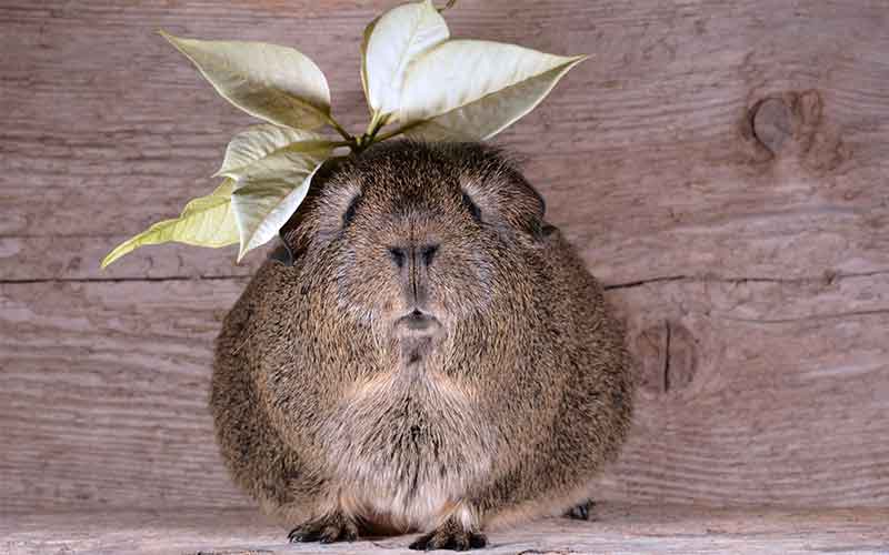 Funny Girl Names For Guinea Pigs. 200 Great Girl Guinea Pig Names