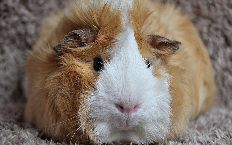 A Complete Guide To Guinea Pig Colors - With Photos!