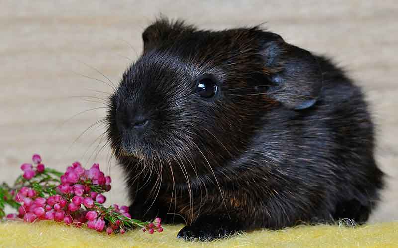 200 Great Girl Guinea Pig Names